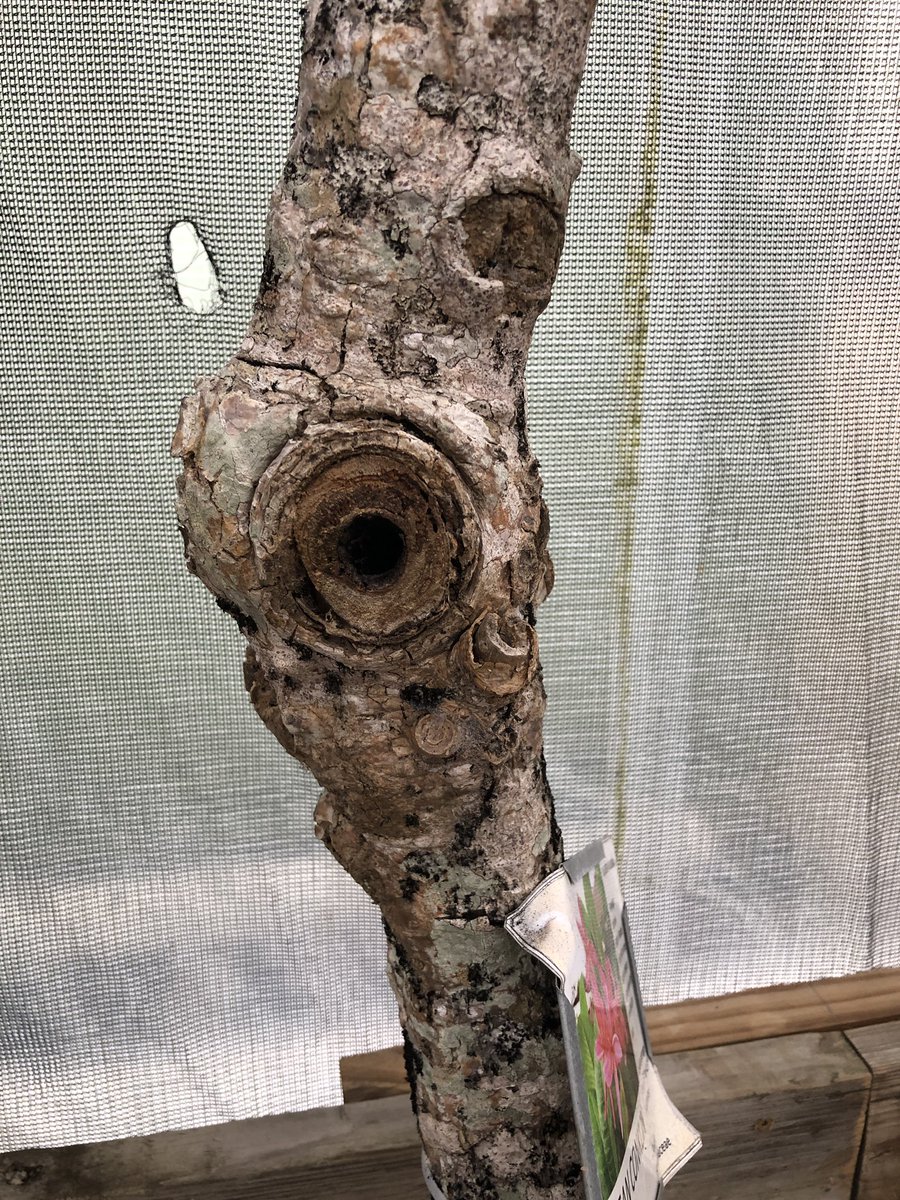 psstcorpus's tweet photo. 21 plumeria trees without an ID are currently stored near the maintenance area.Sad News: Dean Conklin Plumeria tree has not survived the winter.  There is a very small stump that remains and Gordan (PSST member) will attempt to foster. RIP Dean Conklin https://t.co/6Wv25M2GU0