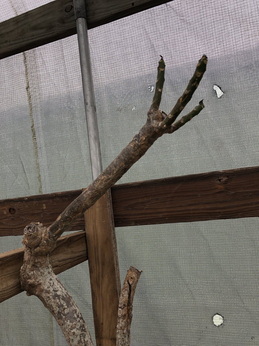 psstcorpus's tweet photo. 21 plumeria trees without an ID are currently stored near the maintenance area.Sad News: Dean Conklin Plumeria tree has not survived the winter.  There is a very small stump that remains and Gordan (PSST member) will attempt to foster. RIP Dean Conklin https://t.co/6Wv25M2GU0