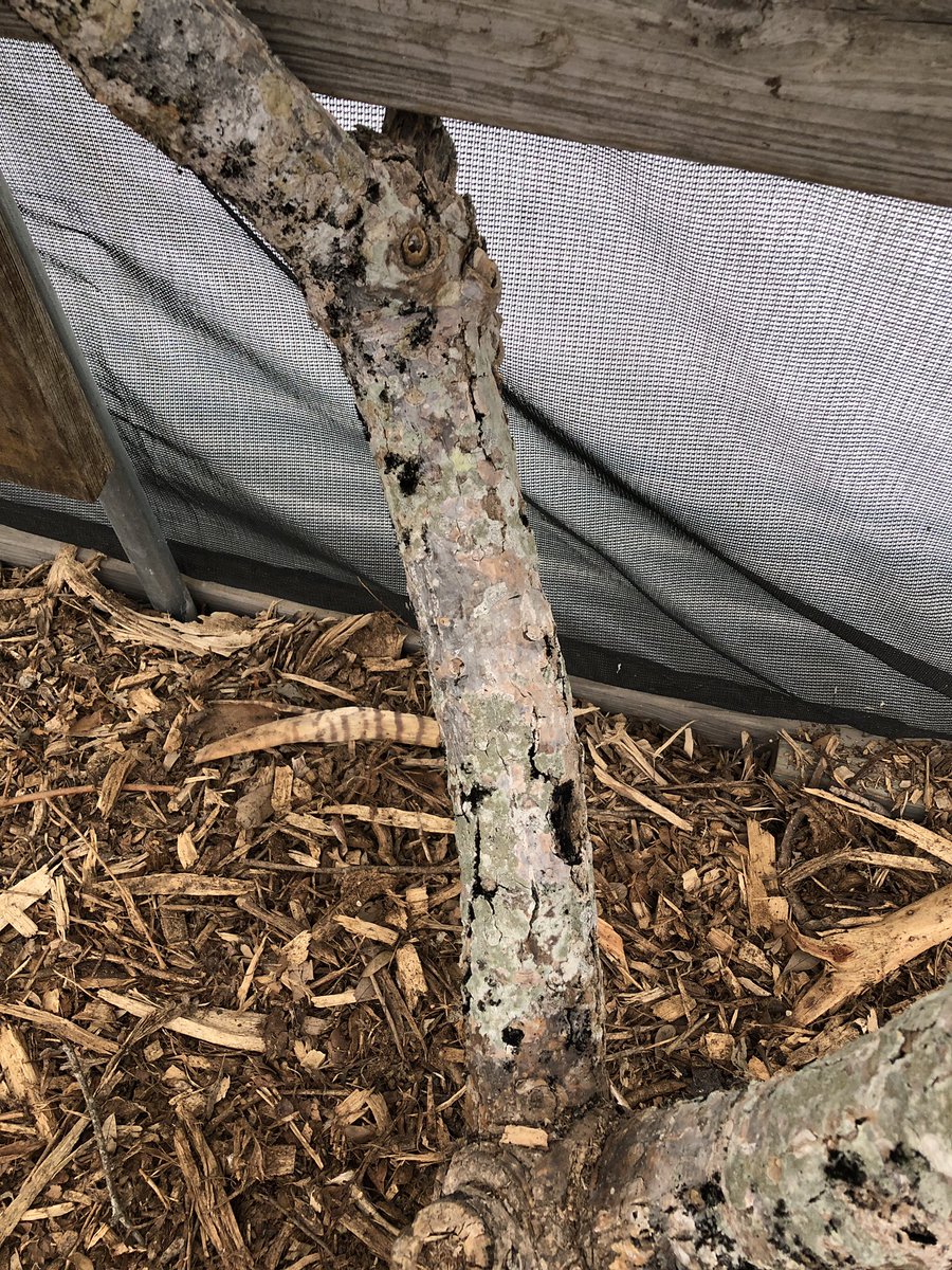 psstcorpus's tweet photo. 21 plumeria trees without an ID are currently stored near the maintenance area.Sad News: Dean Conklin Plumeria tree has not survived the winter.  There is a very small stump that remains and Gordan (PSST member) will attempt to foster. RIP Dean Conklin https://t.co/6Wv25M2GU0
