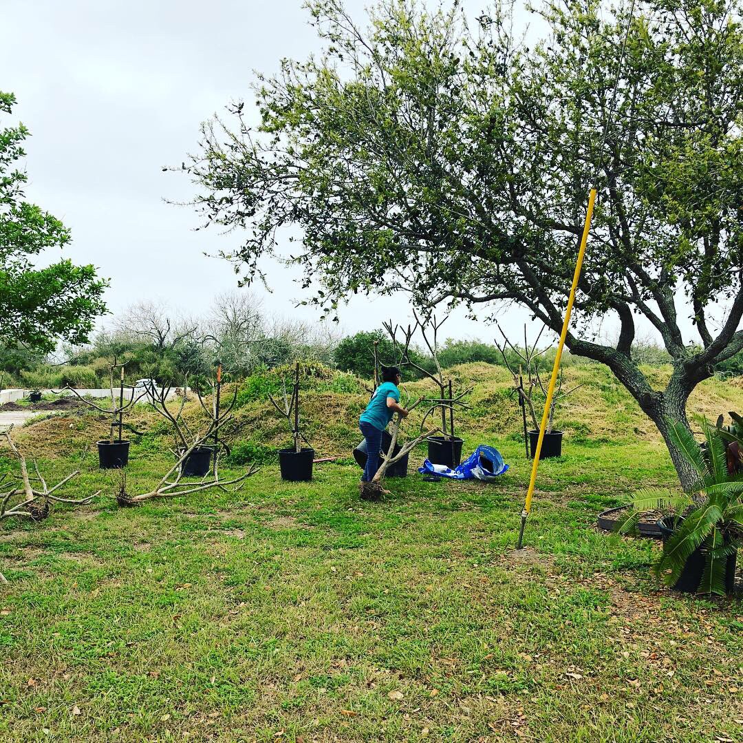 psstcorpus's tweet photo. Current NOID nursery area.  Total:  21 plumerias with no identification https://t.co/jxiPX9Kti1