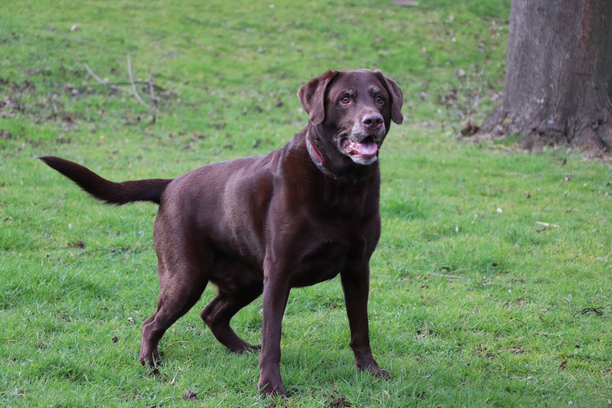 Had a lovely walk today - my first time at Sutton Park with <a href="/TullyKearney/">Tully Kearney OBE PLY</a> #happydoggy #photogenicdoggy #loveit