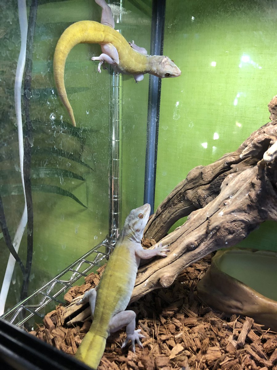 Ken على تويتر 綺麗なバナナちゃん達 W この子達は最近虫より バナナ リンゴ ゼリーの方が食い付きがいい バナナヤモリ