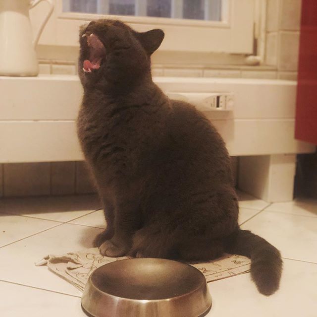 finjabella's tweet photo. Look at my bowl - still empty ๐ iโll continue to scream until meomy feeds me ๐ผ
.
.
.
.
#iscream #timefordinner #dessert #emptybowl #hunger #wochenende #raubtierfรผtterung #leer #instapet #hellofriends #cutiesofinstagram #britishkurzhaarkatze #bshlover #abendbrotzeit #tiernahrโฆ https://t.co/TaRx483BUU