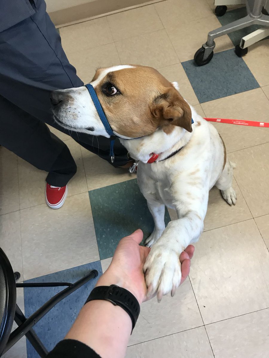 alpinevetbend's tweet image. Sometimes all you need is a little hand hold when you’re nervous 🐾❤️