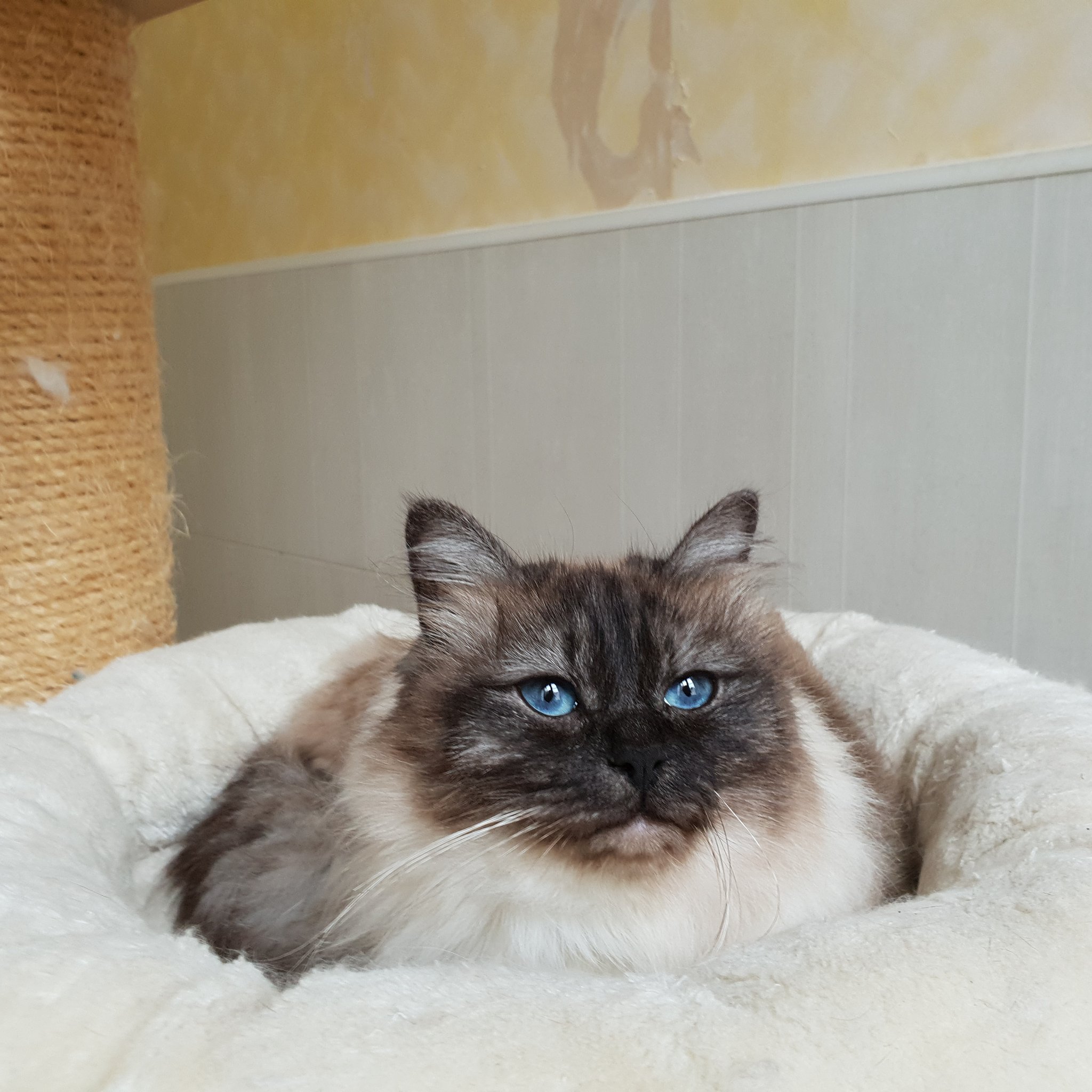 Birmaniancat Twitter Search Twitter