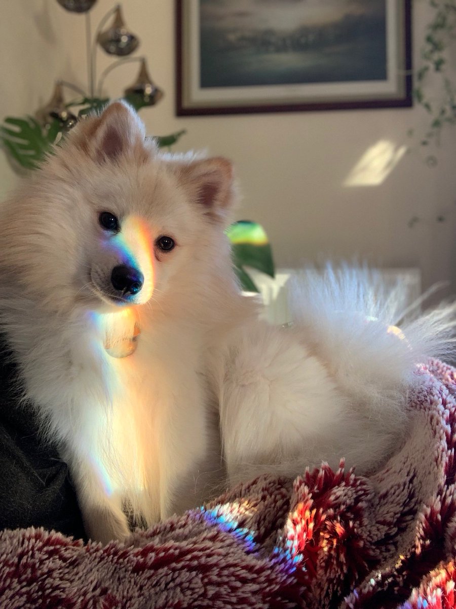 JenHoodrat's tweet photo. I finally found the German Spitz Mittel puppy of my dreams this year and his first birthday is tomorrow. It was this time last year at Crufts that I fell in love with the breed at Discover Dogs 🐶💕#crufts https://t.co/ST4VvpLaE0