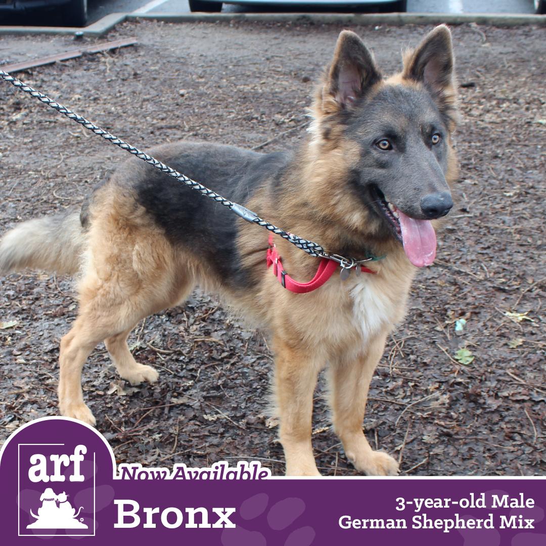 Arf On Twitter Bronx Is A Very Good Boy Who Is Always Ready For