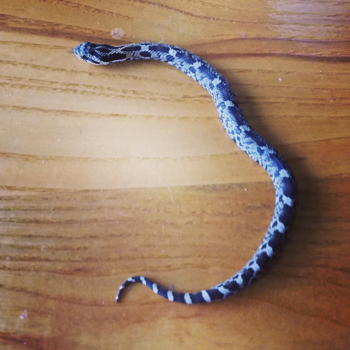 jezponder's tweet image. Newest addition to the family.
The #cat is none too pleased
#southernhognose #hognose #hognosesnake #hognosesnakes #hognosesnake #snake #snakes