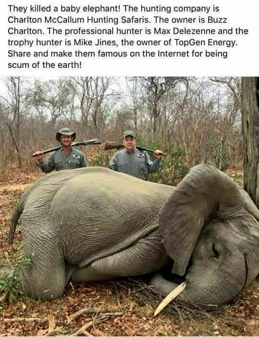 Afbeelding weergeven op Twitter