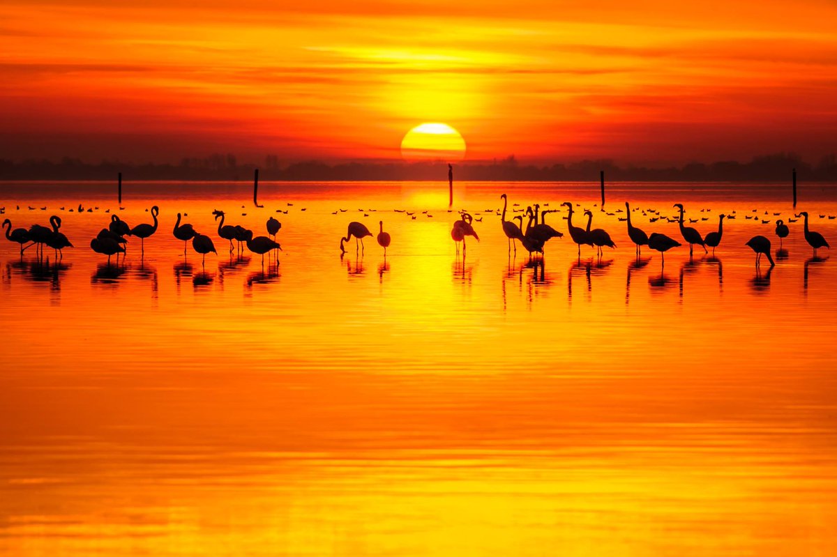EilandGO's tweet image. Hoezo... naar de Colombiaanse kust na Wie is de Mol?
 
Prachtige stranden, wilde flamingo's en mooie natuur vind je ook op Goeree-Overflakkee mijn eiland!

(foto's: José van Leeuwen en Anthony Verolme) #widm #mijneiland