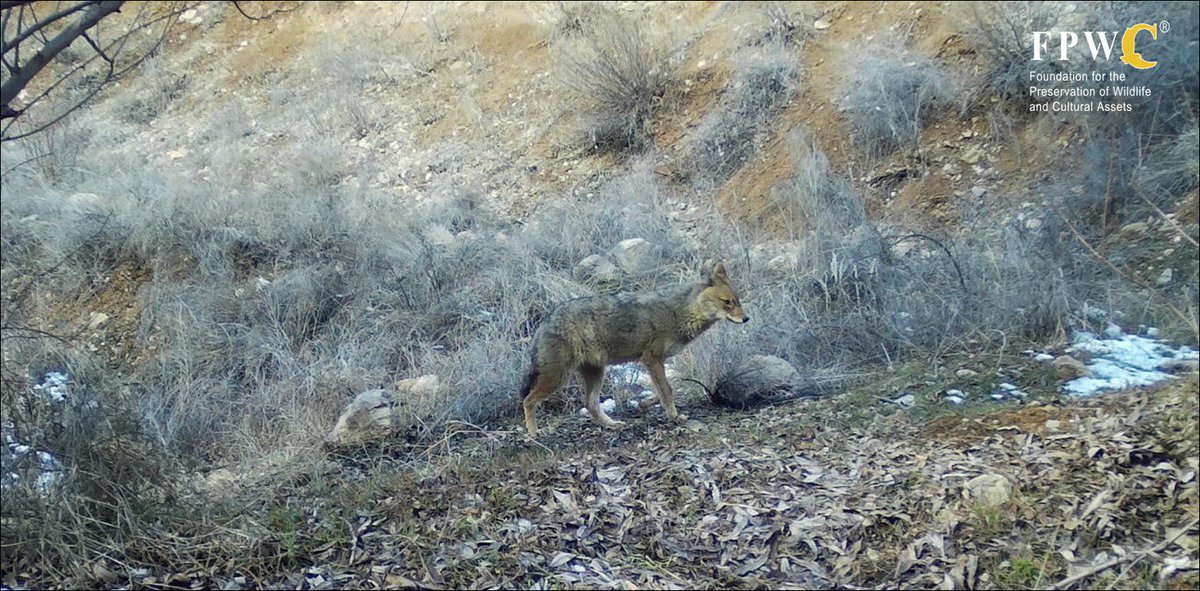 ar_aves's tweet photo. Սովորական շնագայլ  European jackal  Canis aureus moreoticus
 Ararat Province Armenia
Jackals besides animal diet also love vegetable diet.  In Dalmatia their diet can comprise up to 14% of fruits, such as figs and grapes. Will be interesting to look on their diet in Armenia too. https://t.co/tPFC4tesxq