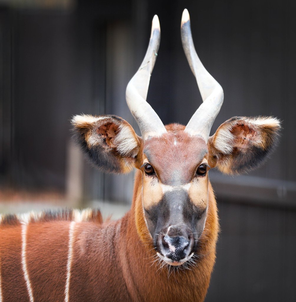 potterparkzoo's tweet photo. When you are always photo ready πΈ
#easternbongo #lansing #wildlifephotography #cameraready https://t.co/Kcbxw4QawK