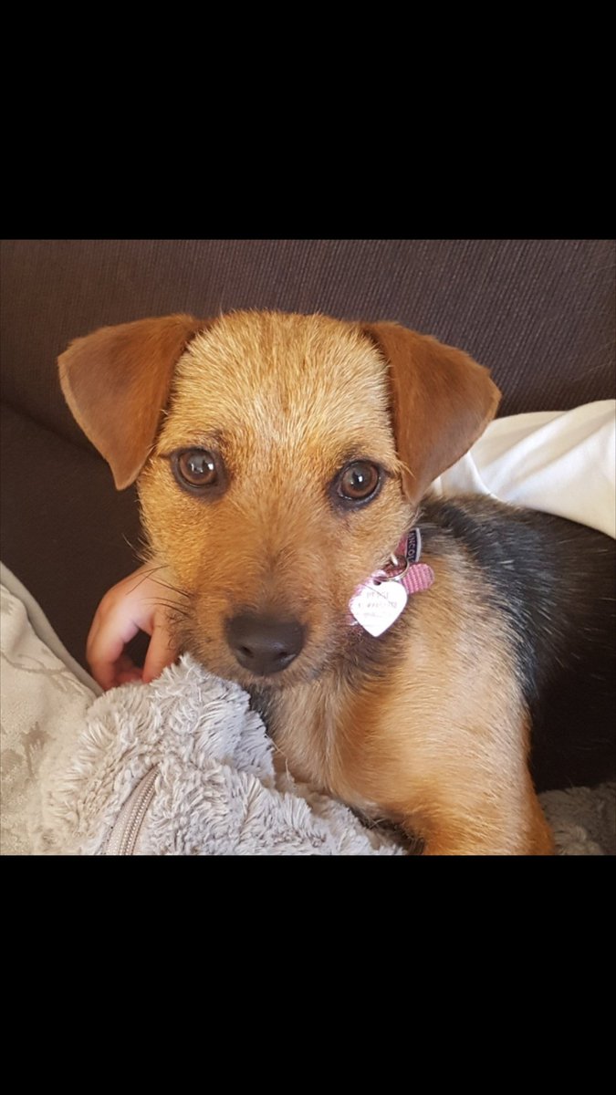 kt_ladyb's tweet photo. @Crufts this is our little Pepsi-lou. #Crufts https://t.co/79BpFdd5PX