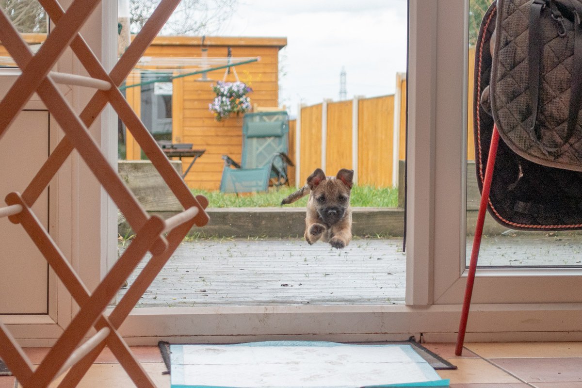 Maggie the flying Border Terrier Pup #Crufts2019 #Crufts