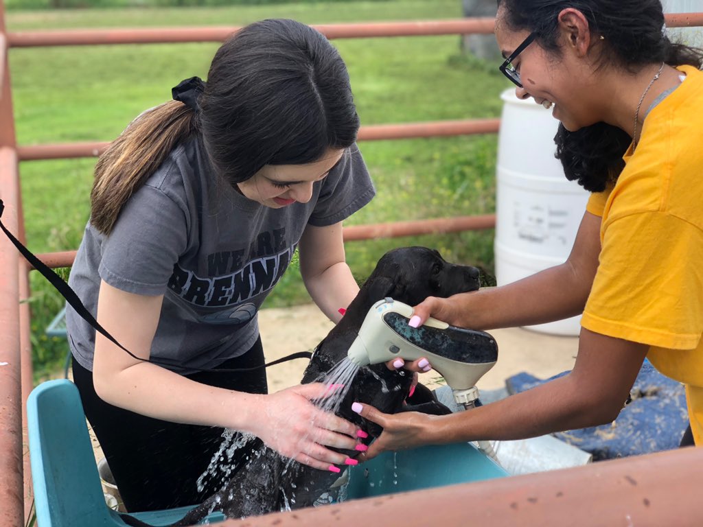 BrennanBearsVB's tweet photo. Lady Bears community service to start spring break. ❤️ these girls. #dogsneedlove @godsdogsSA @NISDBrennan https://t.co/nj5RVEDELD