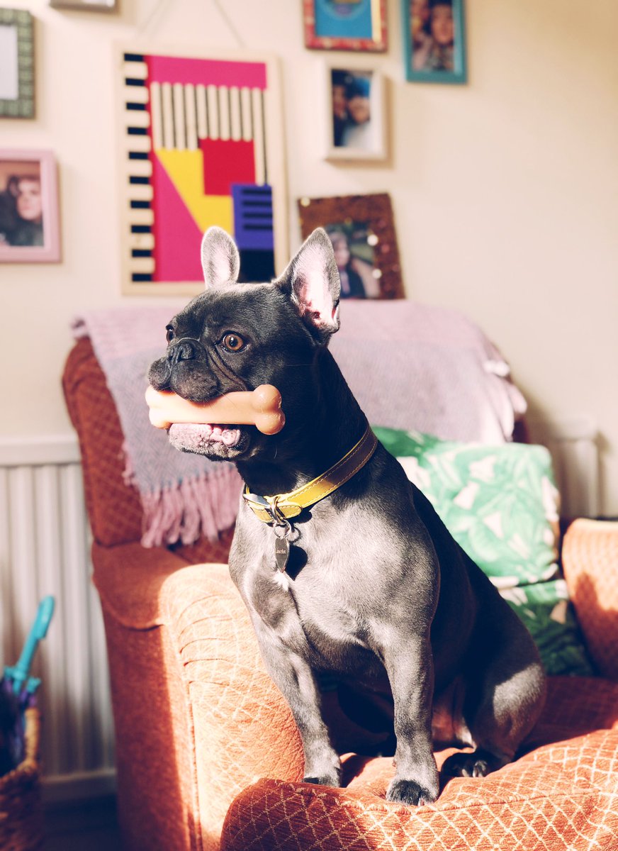 This is Lancelot the blue French bulldog waiting for crufts to come on the telly earlier! Like a dog with a bone. 🦴 #crufts @crufts