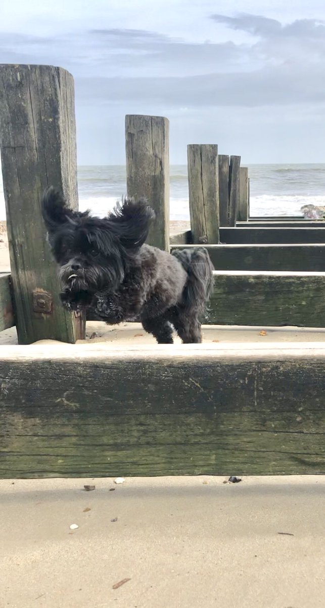 JodeRuiter's tweet photo. Arnold our adorable Lhasa Apso trying out his own agility course down at the beach #crufts https://t.co/jsPDDDpUEI