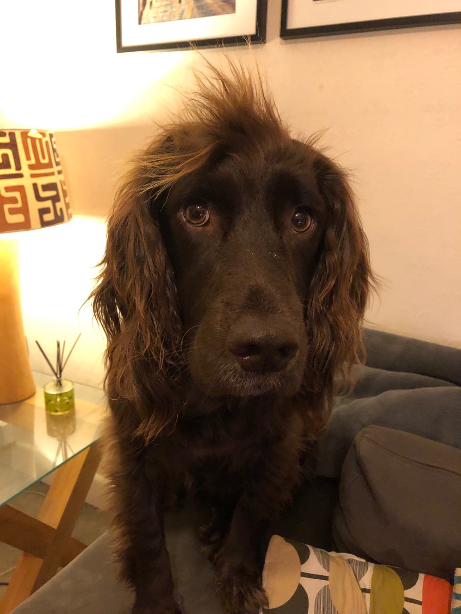 Just Chilling watching crufts with my hoomum ⁦<a href="/Crufts/">Crufts</a>⁩ #Crufts2019 #paddy #workingcocker