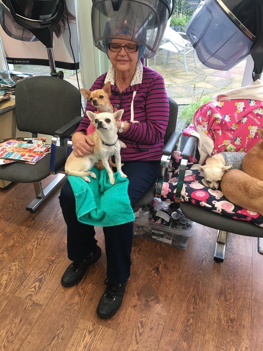 Fleabag1Tracey's tweet photo. #salondogs chihuahuas in the salon keeping the clients laps warm and chasing rollers #Crufts https://t.co/zsR4uhBtjY