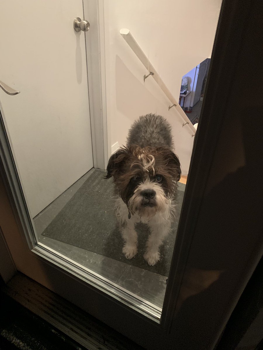 _bclane_'s tweet photo. @JeffVeillette It’s a she, my bad! Legit looks like she could be a relative of my pup, hilarious,  just all white. Still trying to figure out what my dude is. https://t.co/2n7skgMRFJ