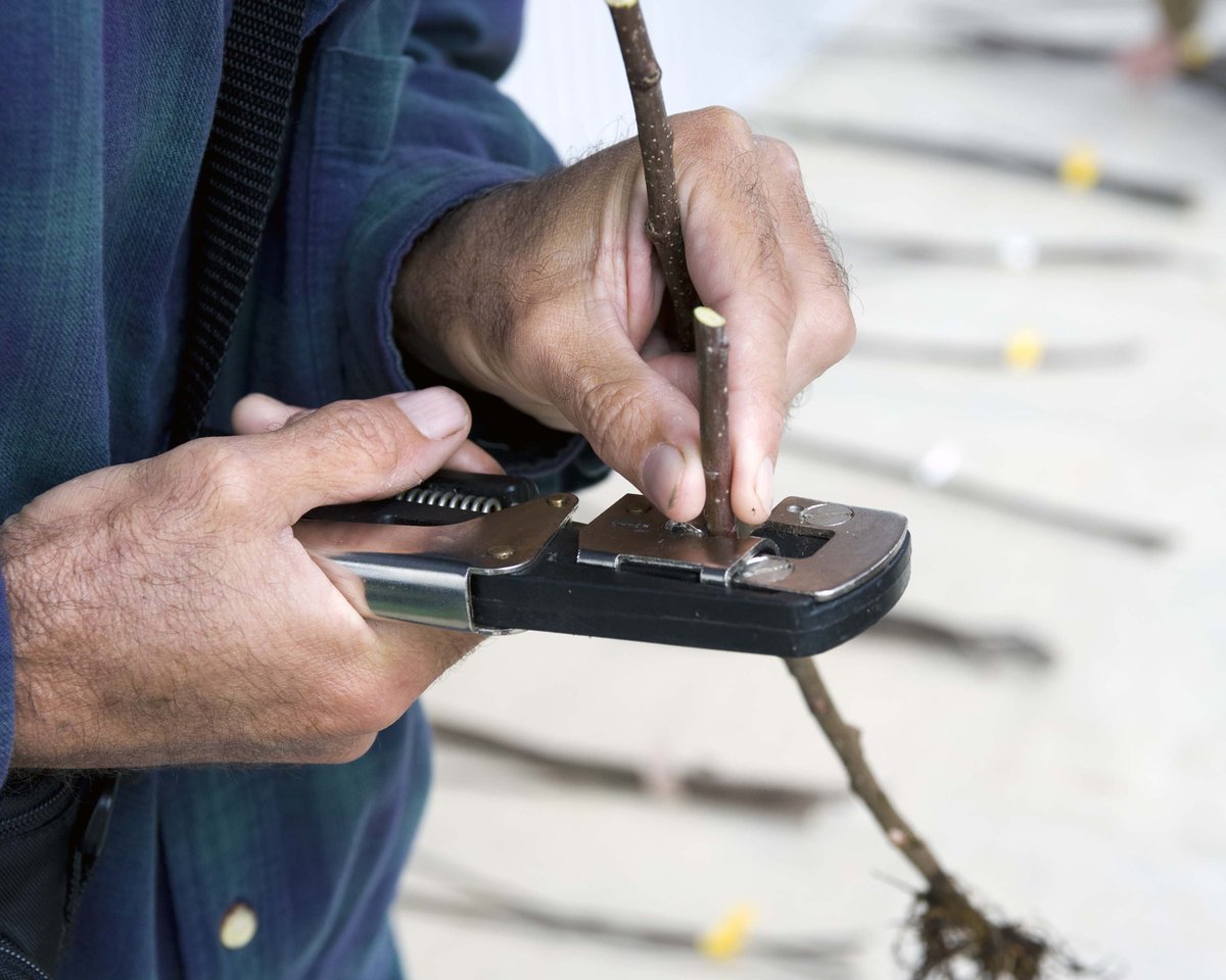 Still time to sign up for March 23 Grafting Workshop, 10-12:30. Take home your very own grafted apple trees. Call 276 730-3100.