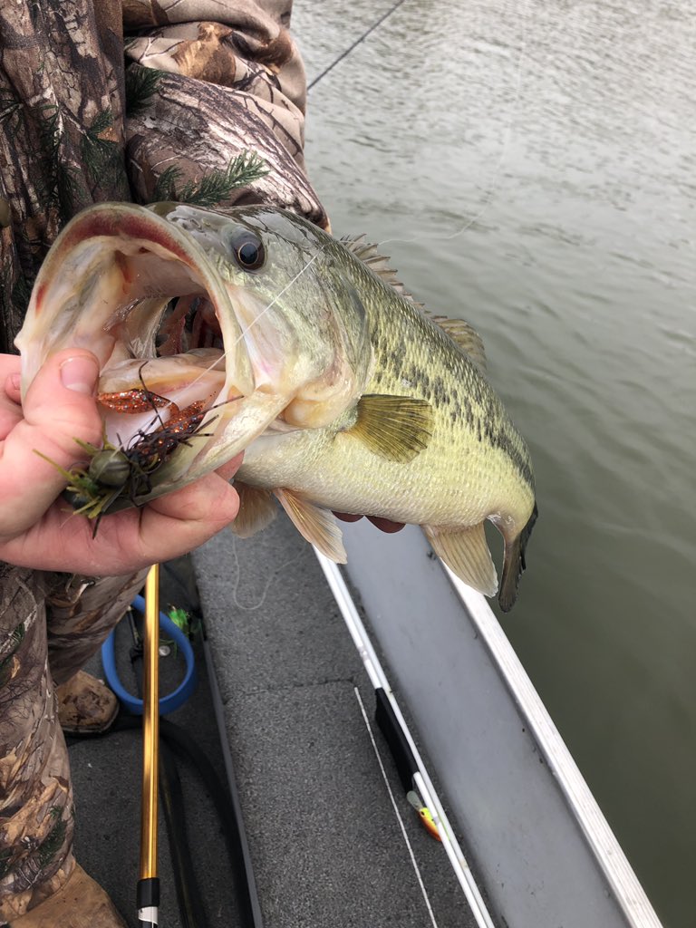 congoFishing's tweet photo. First big one of the season #jigbite https://t.co/q5Ei7IF2kk