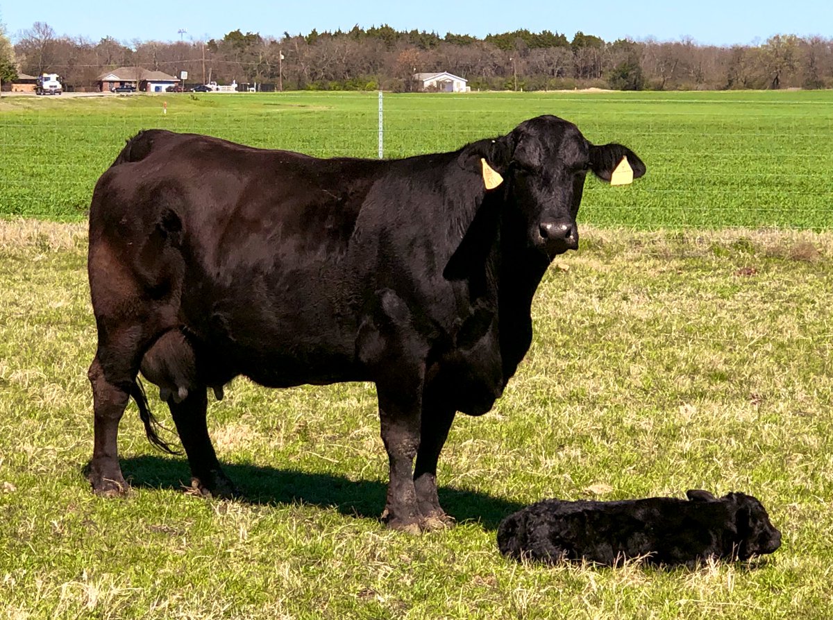 Carolburk11's tweet photo. Lancaster Tx @ Strain Farm It is a sign of spring when first baby calf is born #GoBrangus baby boy #texasfarmbureau #natureswonders #promote #quali https://t.co/hx1AmfXKTy