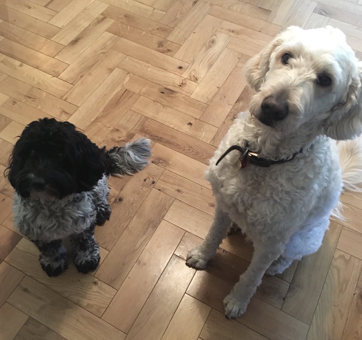 MonaQW73's tweet photo. #Crufts2019 #crosspoos #caninecousins https://t.co/Qe0mf23Y2j