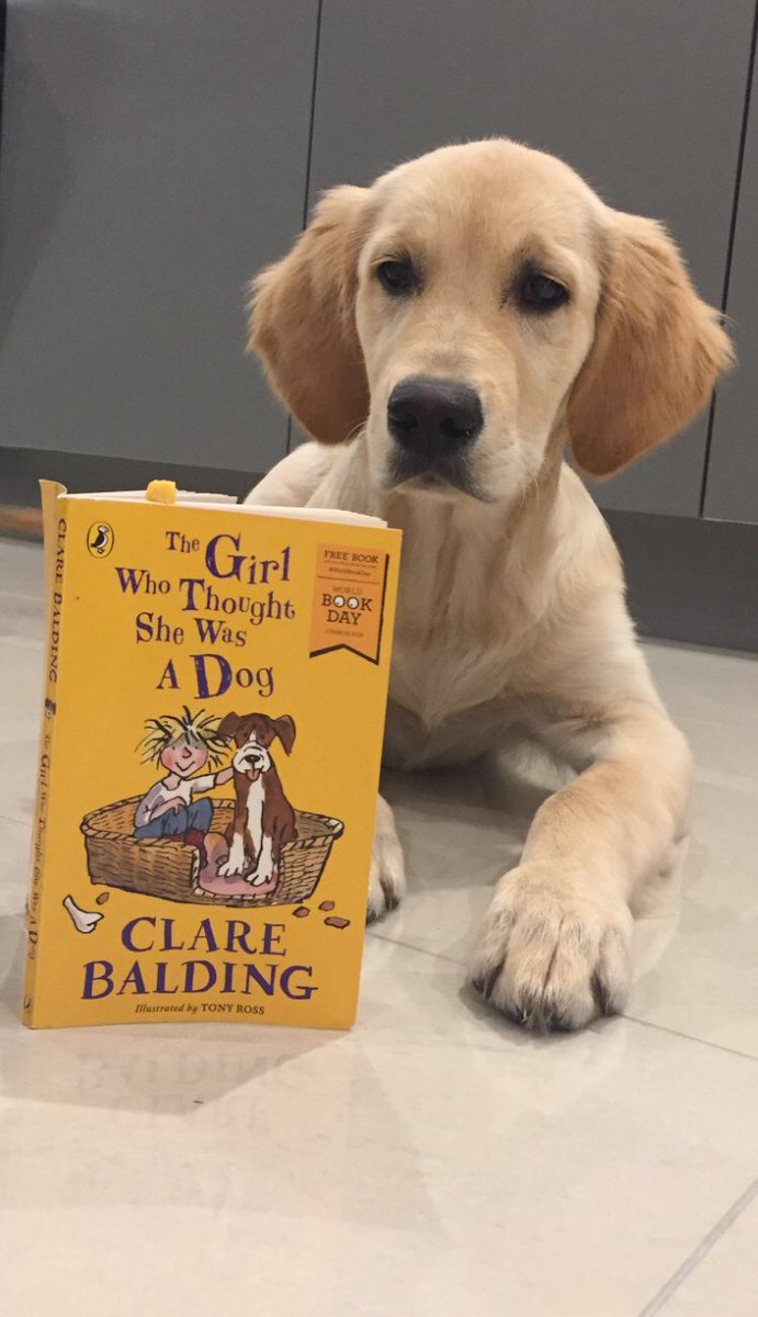 lisasummerfiel3's tweet photo. Here is 4month old Buddy working hard to help his hooman sister read her favourite book #Crufts @clarebalding #Crufts2019 https://t.co/0KyXWrn1P9