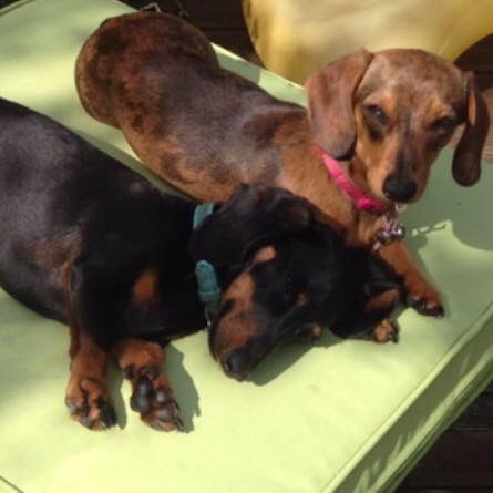 luv_sweeties's tweet photo. @Peperami Ralph and Millie would love #puperami costume as Millie’s expecting baby puperamis 😬❤️ https://t.co/QQDwJz2y5m