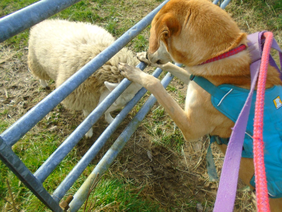 PixiePaganBTWS's tweet photo. 🐑Bah! Today Karam came to see me! 

I love Karam and I immediately want to headbutt him so we can play.......but there was a gate in the way! 🐑 https://t.co/tEo61U1Rot