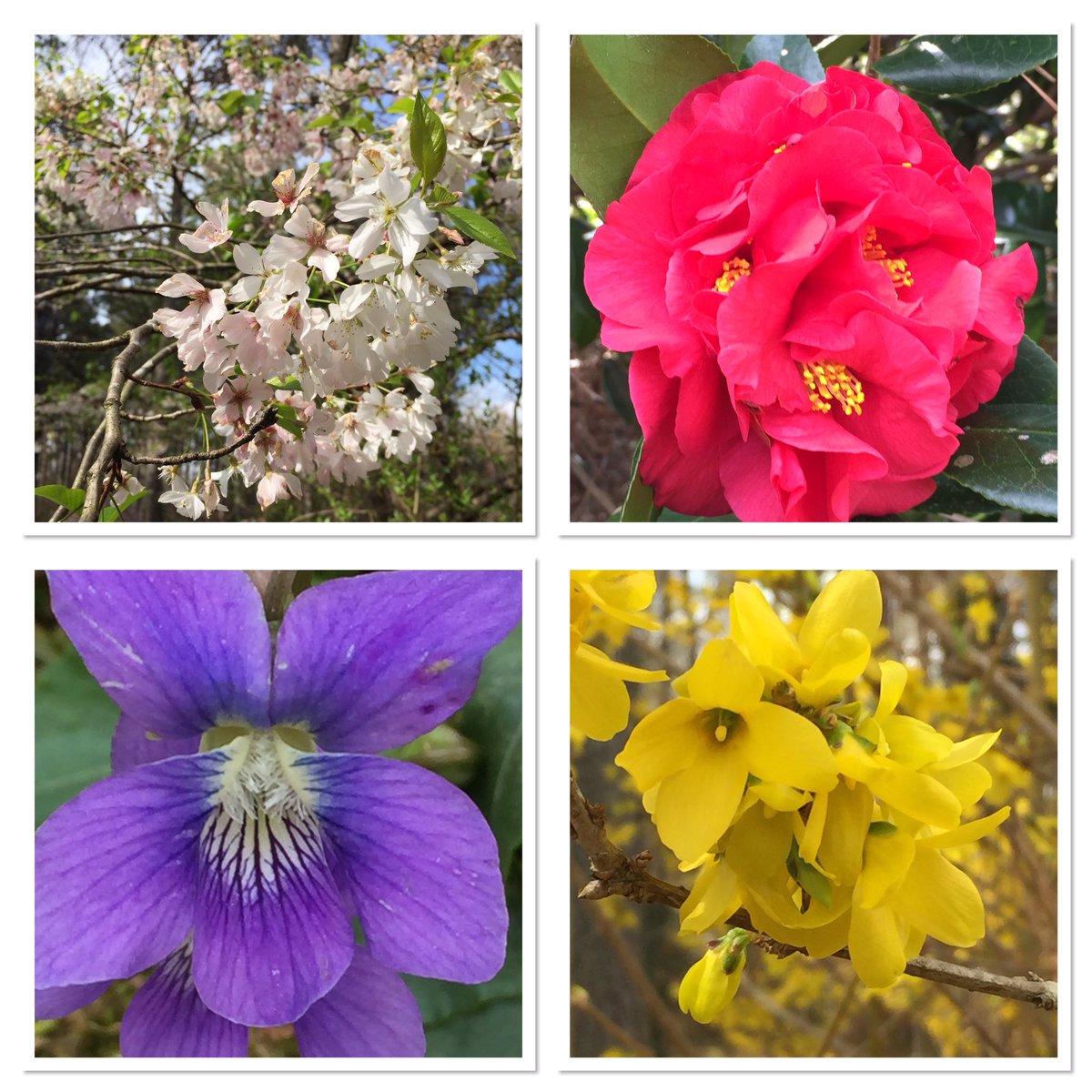 DamnItLynn's tweet photo. More beautiful blooms in Mom’s yard! #JapaneseCherryTree #Camellia #somePurpleWeed #YellowBell https://t.co/eCwlr0siRX