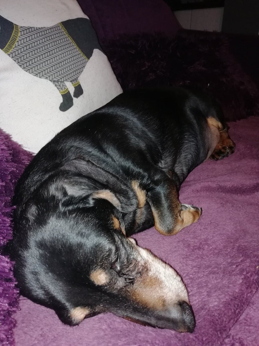ggatesofficial's tweet photo. #Crufts2019 this is related to a winner, apparently. #dachshund  #16yearsold #deaf #halfblind #wonkyleg https://t.co/JrcsaF9OuU