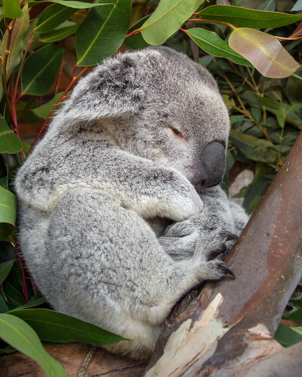🐨Koalas sleep 20+ hours a day so they don't bother with #DaylightSavingsTime. But you need koality 💤 so don't forget to spring forward. 
#KoalafiedSleeper