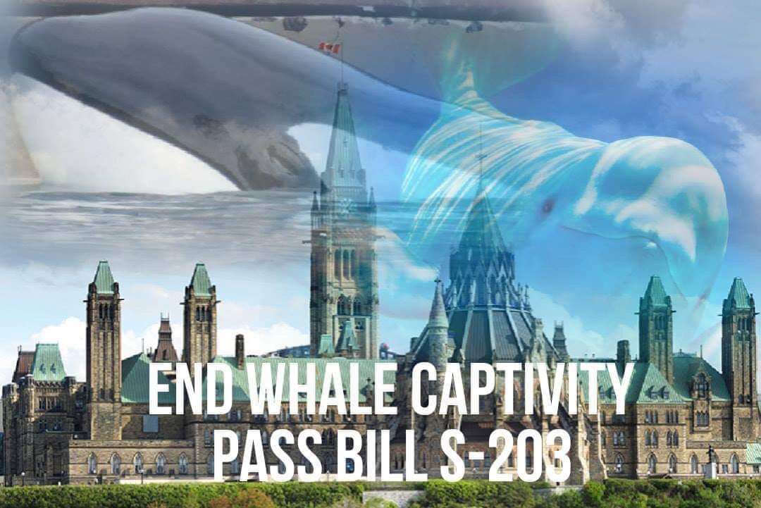 Nearly 100,000 signatures for #BillS203! Let's keep up the momentum to end whale & dolphin captivity in Canada. As we enter final House of Commons hearings this month, please support #S203 by signing & sharing this petition: bit.ly/2NUpUUC #cdnpoli #senca #blackfish