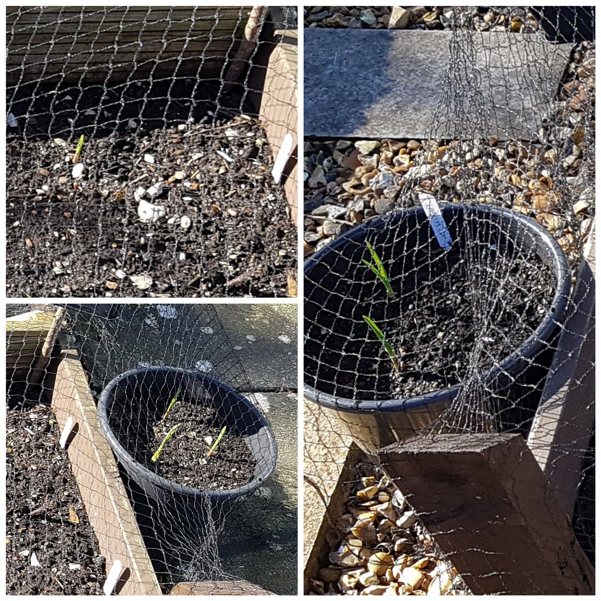 GrowYourOwn7's tweet photo. An update to the #garlic bed. Gradual progress, the pots seem to be doing better than the beds #gyo #solentwight #growyourown #raisedbed #vegetables https://t.co/oBVAIkaHkQ