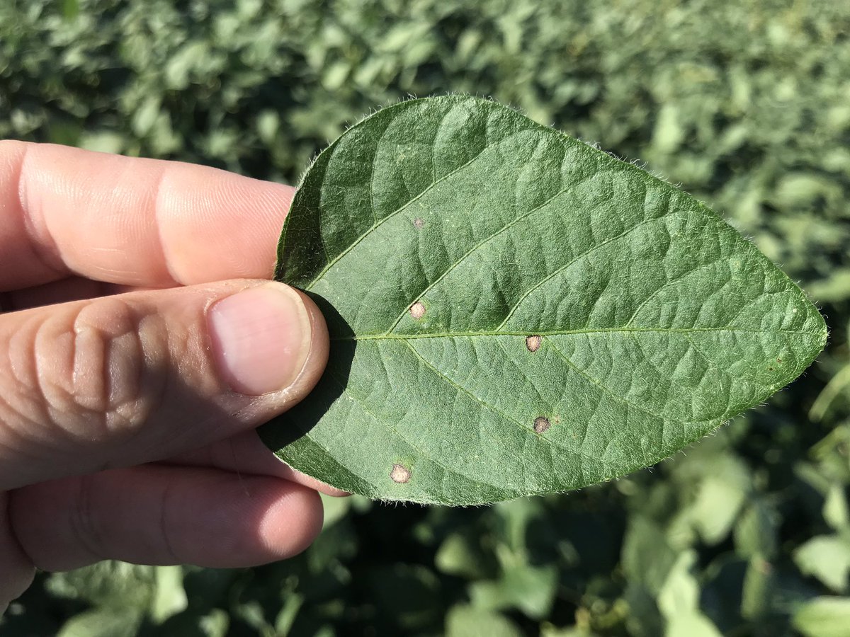 sanlorenzatti's tweet photo. Presencia de Mancha Ojo de Rana en soja de segunda a mitad de llenado de granos (R5.3)... Se aplica fungi? https://t.co/iwbWxWBhs6