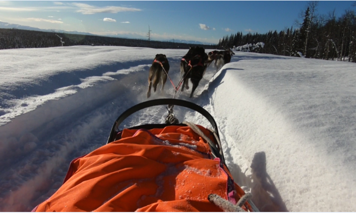 #DYK that Iditarod dogs are some of the healthiest on the planet? They receive top health care before, during and after the race, and there are 45 veterinarians specially trained in the science of sled dog medicine! #Iditarod2019 #TypicallyTogo #Woof #OntheSled