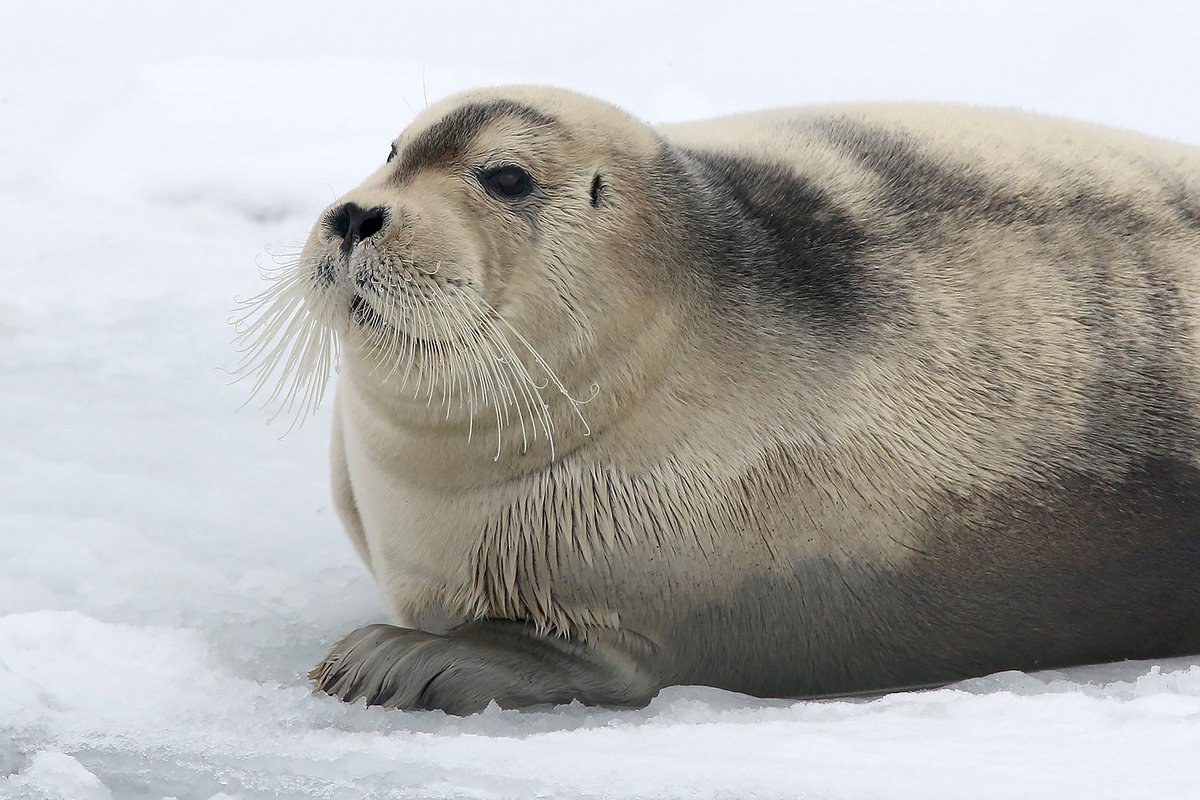 birdtherock's tweet photo. Check out those whiskers! This BEARDED SEAL - hanging out in St. John's - is an unusual visitor this far "south". Check out my blog for more photos and information about this morning's very cool encounter: https://t.co/eyIe2IwdGK
#BirdTheRock #ExploreNL #LoveStJohns #KowaSystems https://t.co/erd6u2m5UF