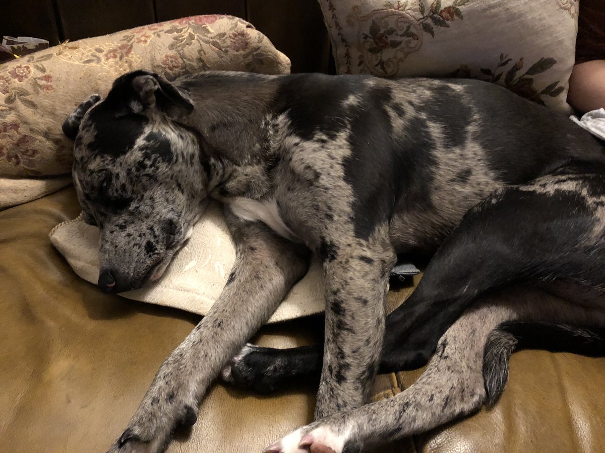 digital_carrot's tweet photo. Boxer x staffy x greyhound x collie #Crufts2019 #crufts https://t.co/VJcy44oQW4