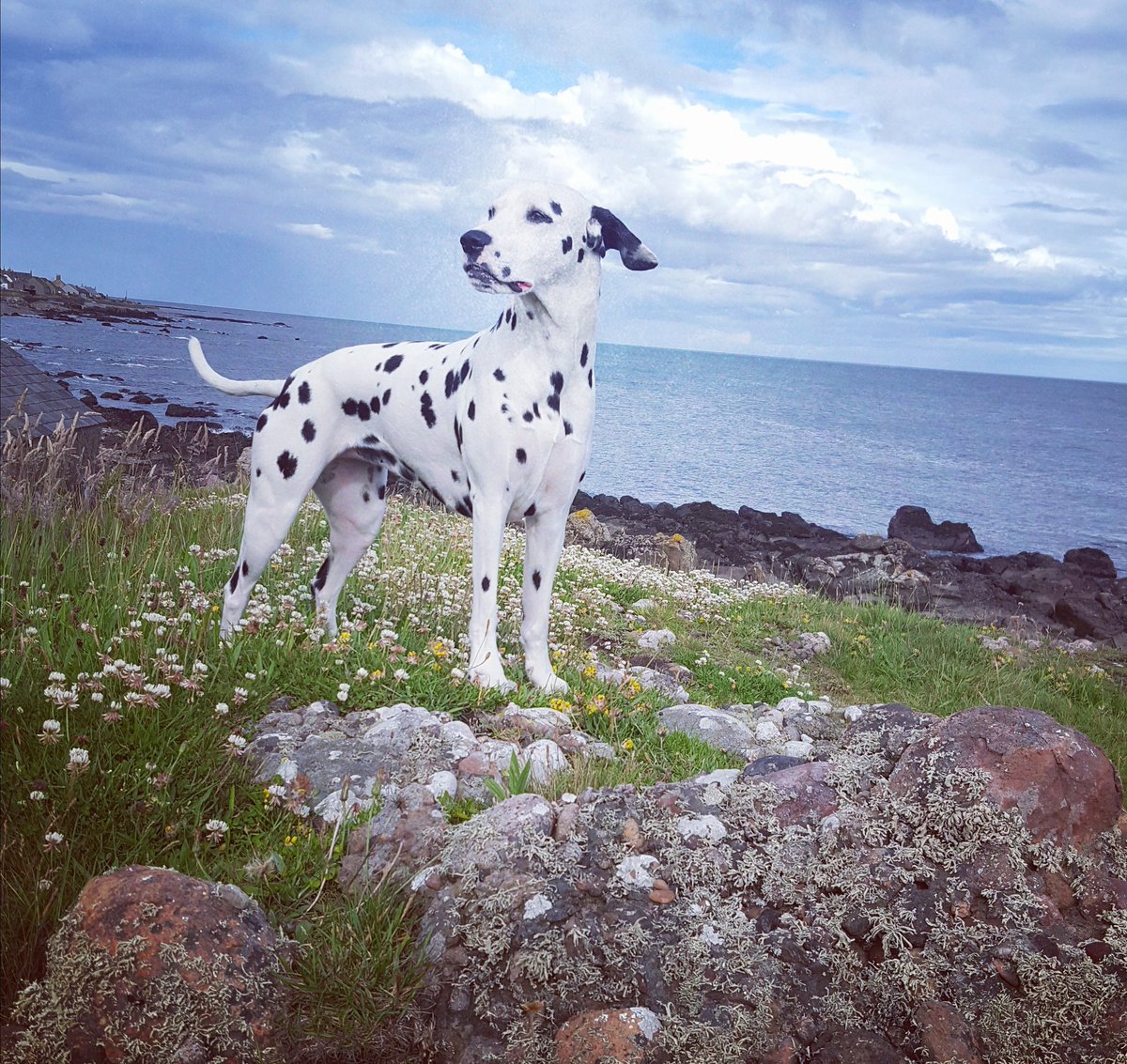 mackatya's tweet photo. @clarebalding @Channel4 Bodhi my running companion #crufts https://t.co/EjZZolZLpW