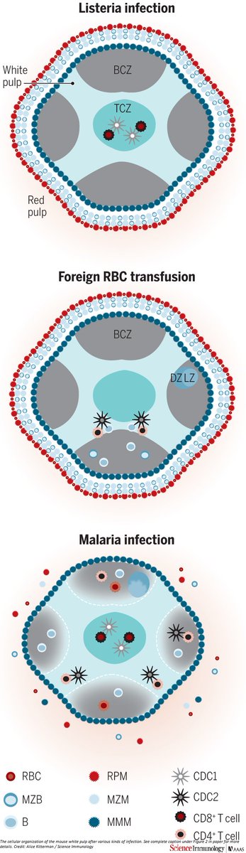 ScienceMagazine's tweet image. Differences between mouse and human #spleens might impact how well mouse #immunology can apply to human biology and disease, say @YaleMed @jacksonlab @uconnhealth scientists in @SciImmunology: fcld.ly/f01ayht