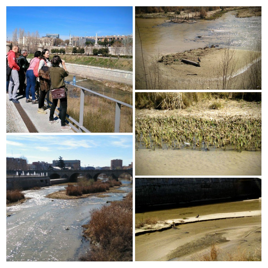 Hoy en el Manzanares con @FundacionEQUO y <a href="/Santi_MBarajas/">Santiago M. Barajas</a> conociendo y disfrutando de las especies que habitan en él 
#biodiversidad #madridrio #renaturalización