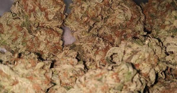 (Rob Ford Kush Strain Review) DOPEY TIMES 

In this guide you will learn

Rob Ford is among the most controversial politicians in the history of Canada. Among international... - is.gd/SRvf6h