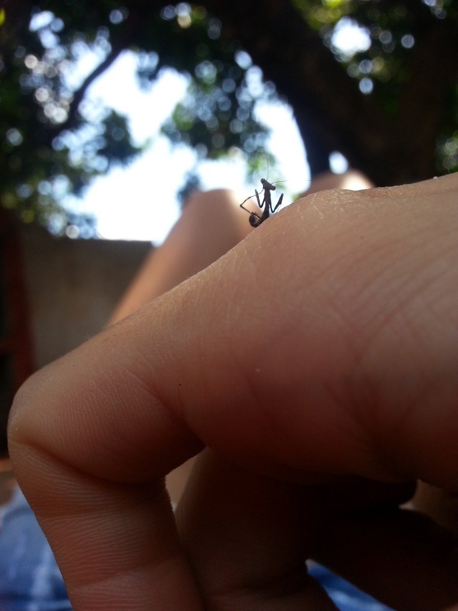 clccinlore's tweet photo. Y así hacés nuevos amigos? #mantis #aww @awwcuteness https://t.co/HWhV7bwGOO