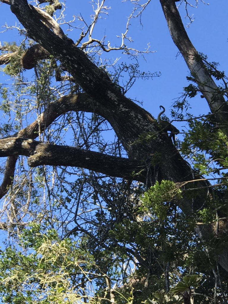 Playful howler monkeys are everywhere in Costa Rica! #travel #lgbttravel #costarica #stophavingboringholidays <a href="/trekamerica/">TrekAmerica</a> #trekamerica