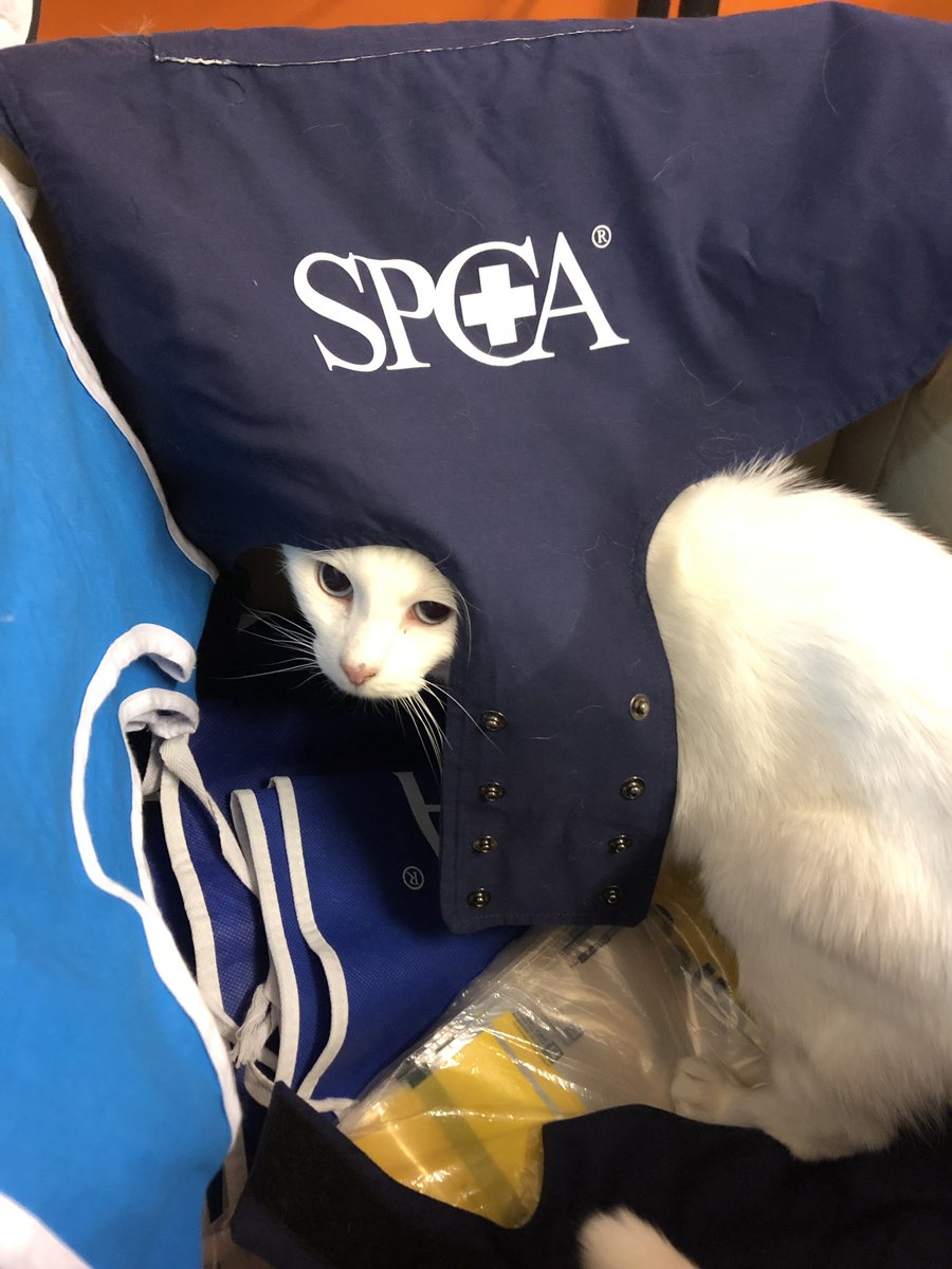 purrsandbeansnz's tweet photo. “I can totally go out and help the @SPCA_Auckland with their street appeal, human” 😹 (Incidentally #Orson was formerly an SPCA cat ❤️)  #snowqueen #helpfulcat #supportrescue #spcastreetappeal #foragoodcause #donate #spcaauckland #spcanz #rescuecat #baristacats https://t.co/RNQ9AMzuL4
