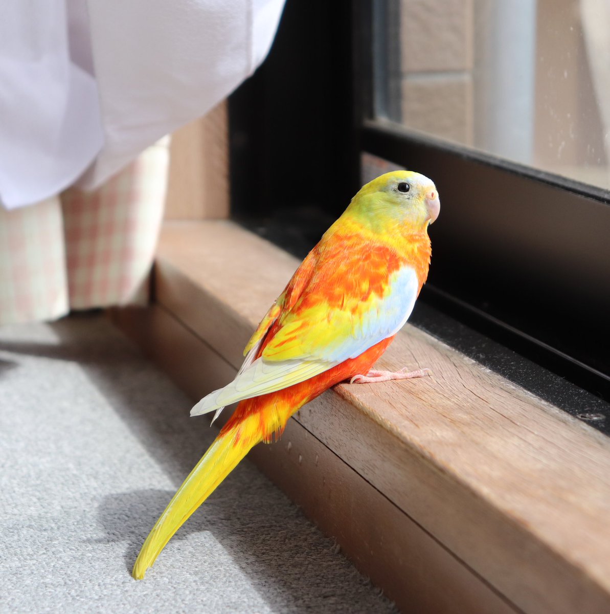 renren_mom's tweet photo. 八王子犬目町で保護されたキキョウインコは、我が家でお預かりしております。とても元気にしています。この子の飼い主様ご存知ありませんか？ご存知の方は八王子警察署までご連絡ください。
#迷い鳥 #迷子鳥 #キキョウインコ #キキョウインコ迷子鳥 https://t.co/e3YxXxZodm
