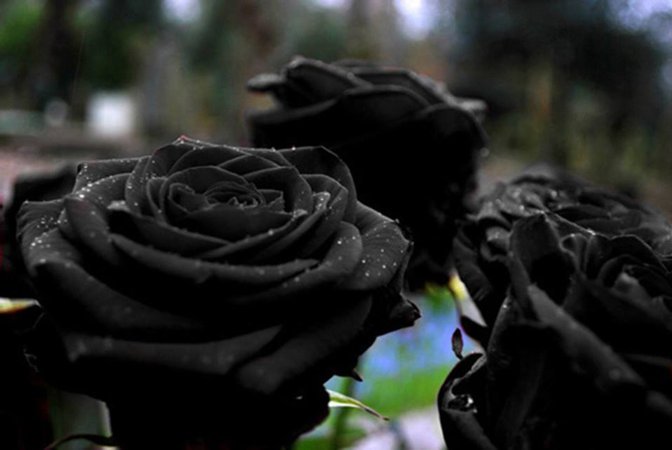創作に使える花ことば 黒バラ 花言葉は 決して滅びることのない愛 花言葉 花ことば
