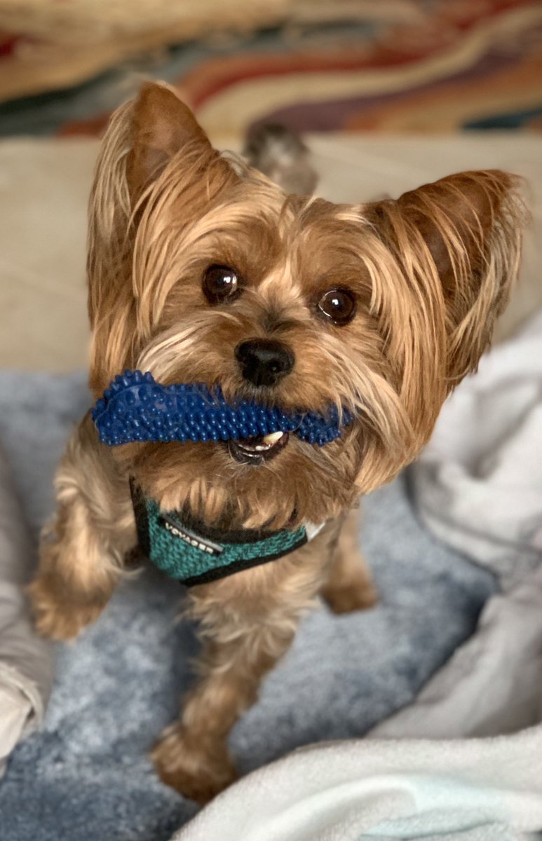 Truffle is ready to “Spring Forward!”
@AmyFreeze7 #bigdogsunday #abc7ny